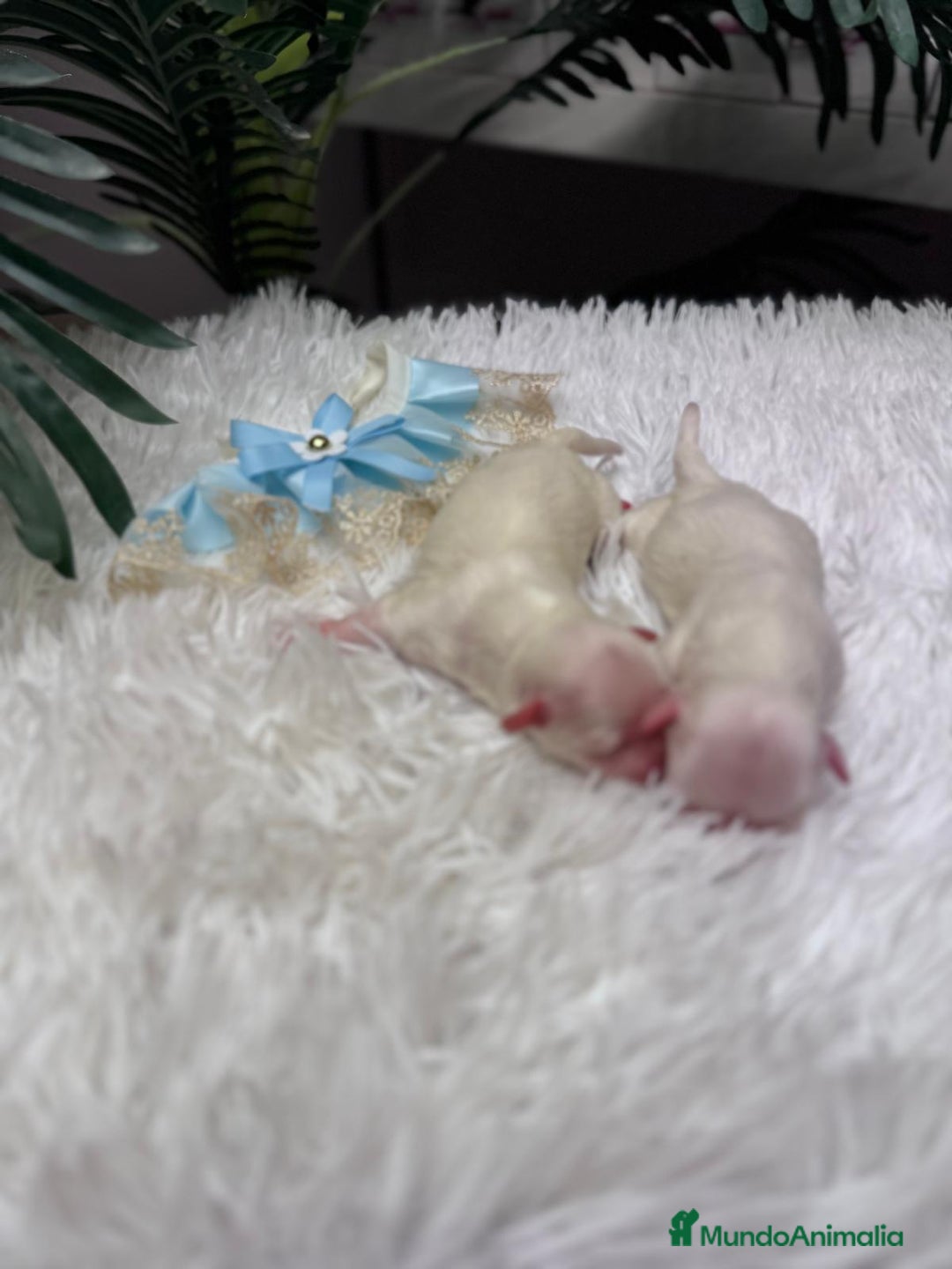 Bichón Maltés perros en venta: BICHON MALTES - Anuncio 13