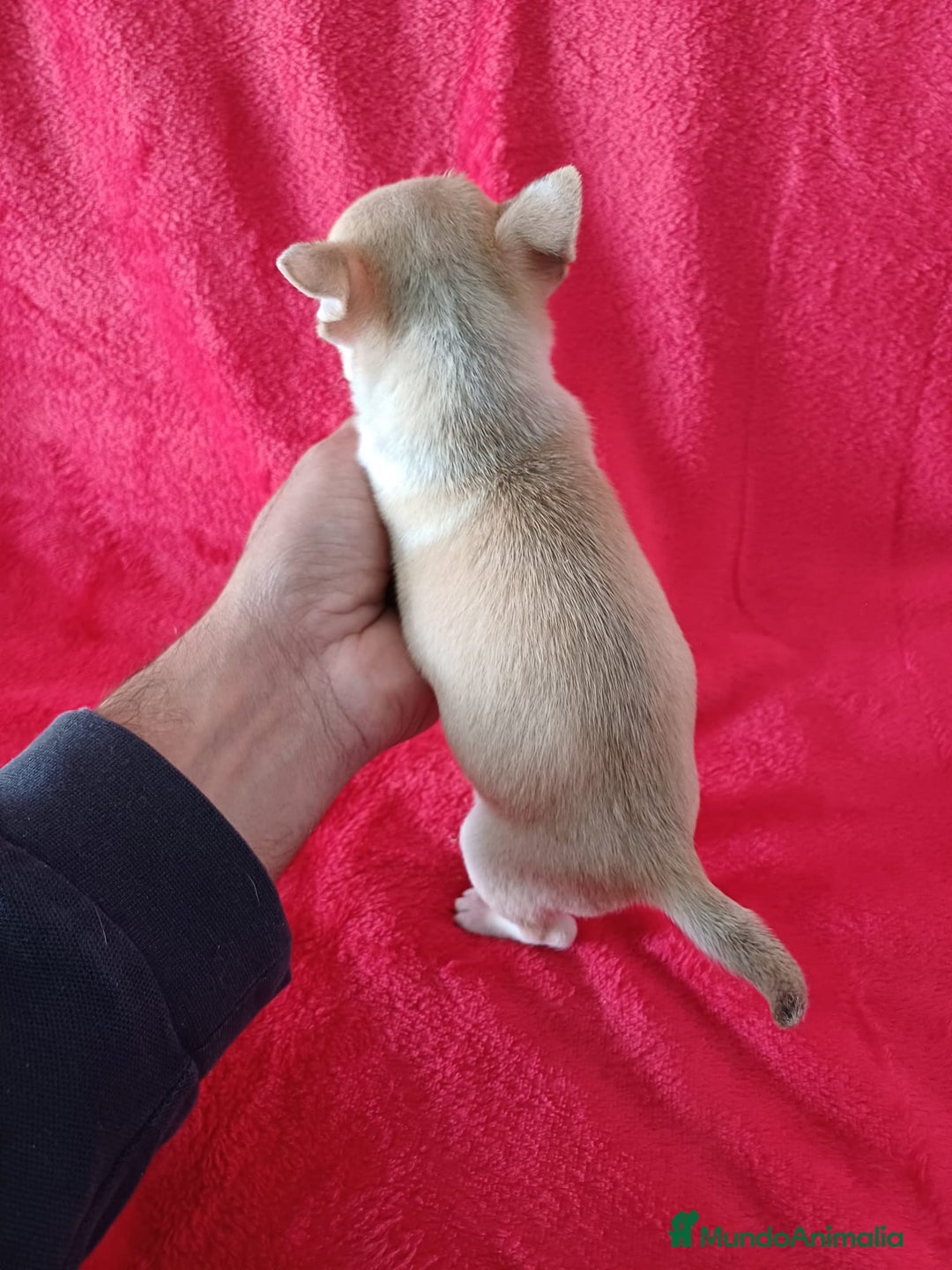 Chihuahua perros en venta: Chihuahua Mini  - Anuncio 3