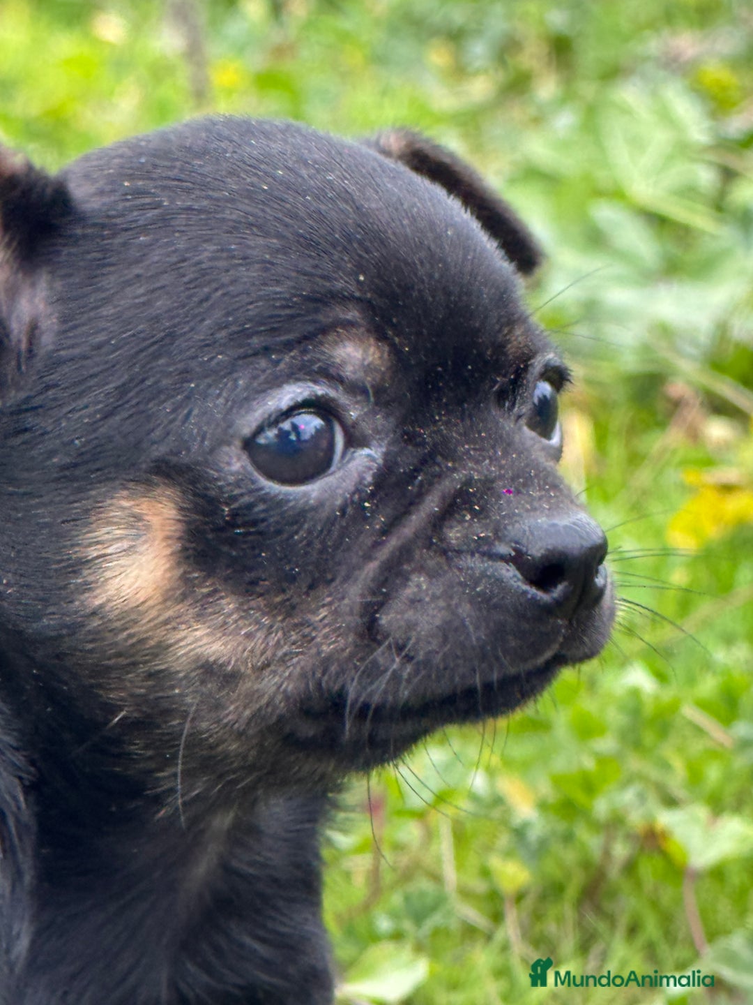 Chihuahua perros en venta: Chihuahua Toy y Mini Toy  - Anuncio 3