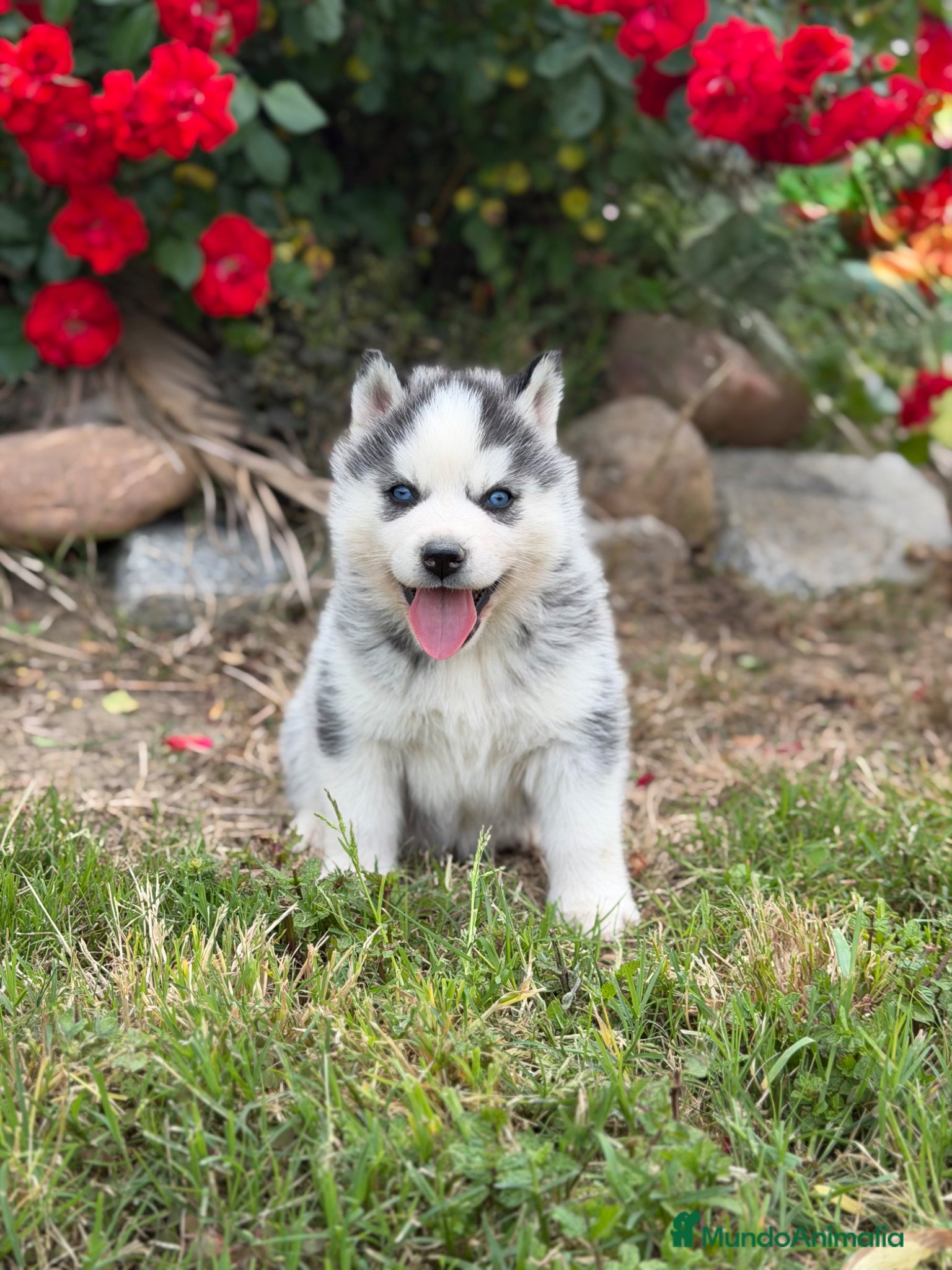 Husky Siberiano perros Cachorros Husky Siberiano - Anuncio 10
