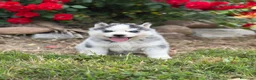 Husky Siberiano perros en venta: Cachorros Husky Siberiano - Anuncio 1