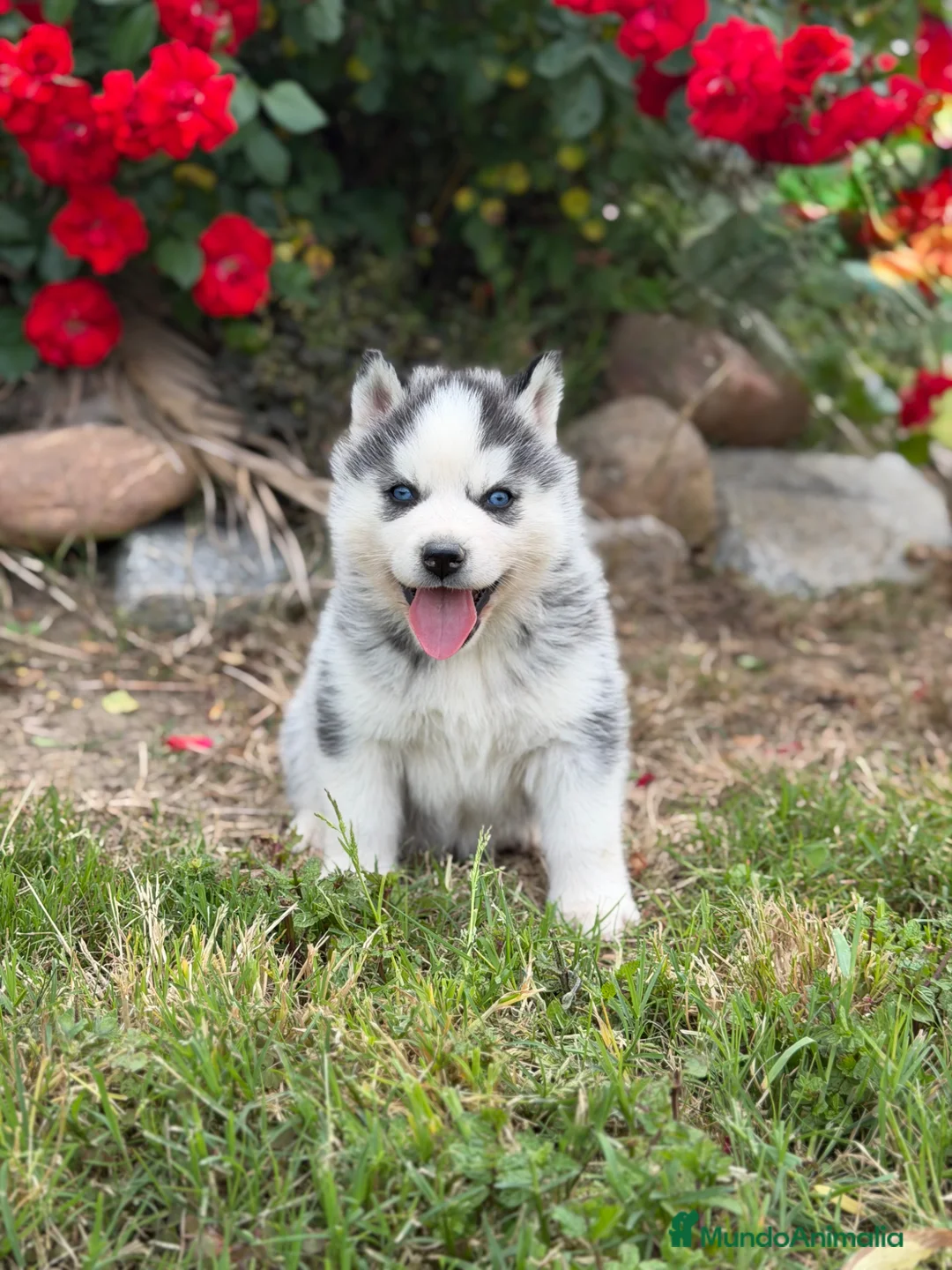 Husky Siberiano perros en venta: Cachorros Husky Siberiano - Anuncio 1