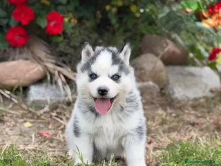 Husky Siberiano perros Cachorros Husky Siberiano - Anuncio 10