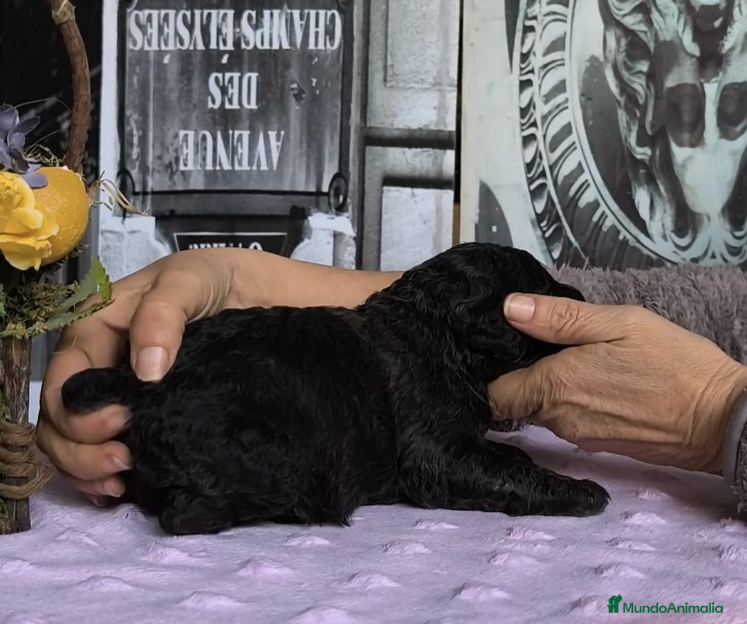 Perro de Agua Español perros en venta: Perros de agua  - Anuncio 1