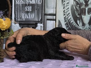 Perro de Agua Español perros Perros de agua - Anuncio 1