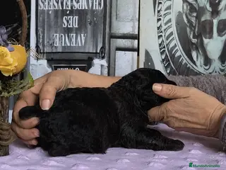 Perro de Agua Español perros Perros de agua - Anuncio 4