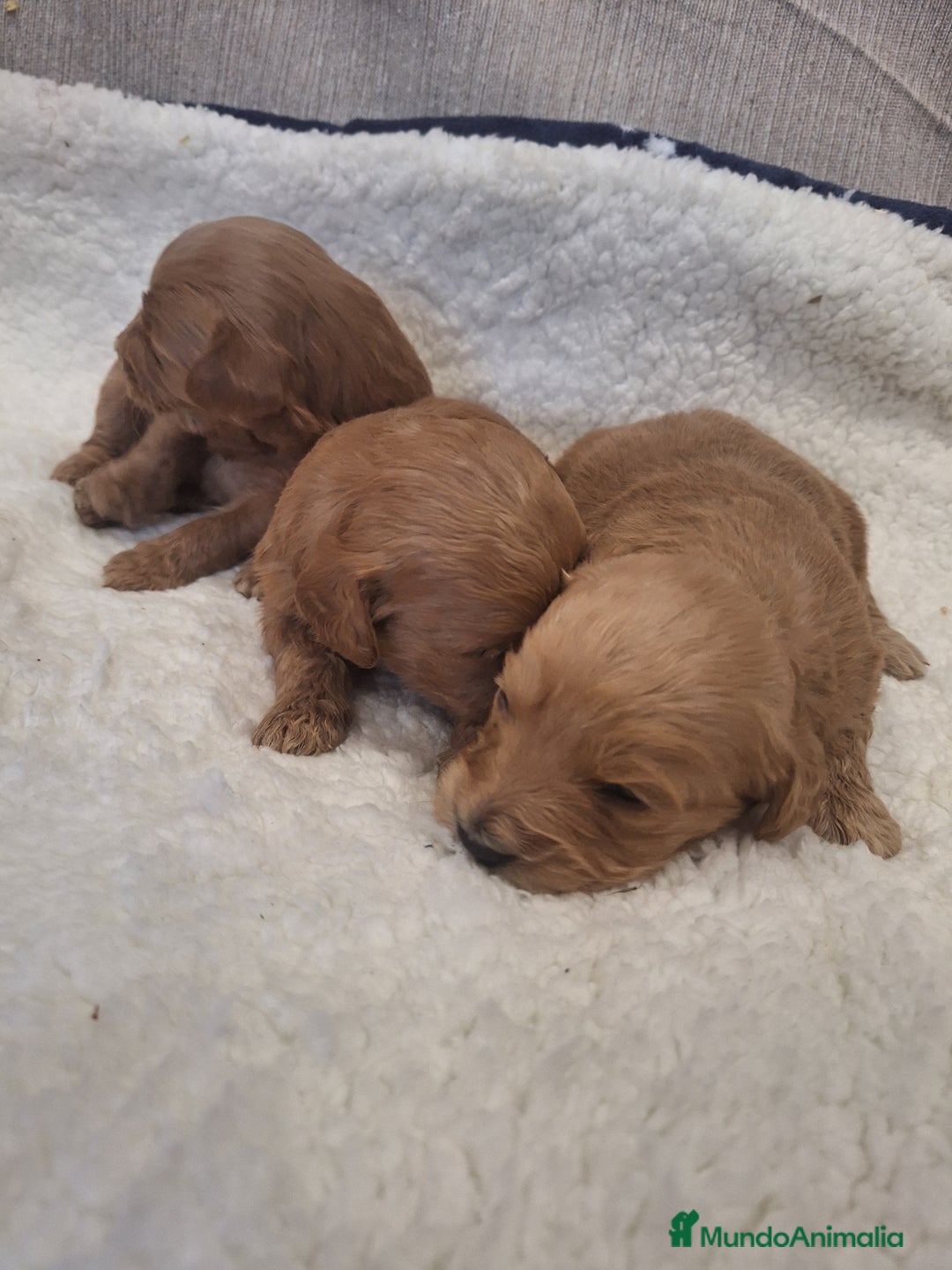 Goldendoodle perros en venta: Goldendoodle medianos  - Anuncio 10