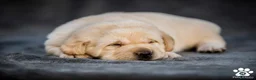 Labrador Retriever perros en venta: Cachorros de labrador retriever  - Anuncio 10
