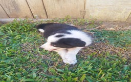 Border Collie perros en venta: Se vende border collie  - Imagen 12