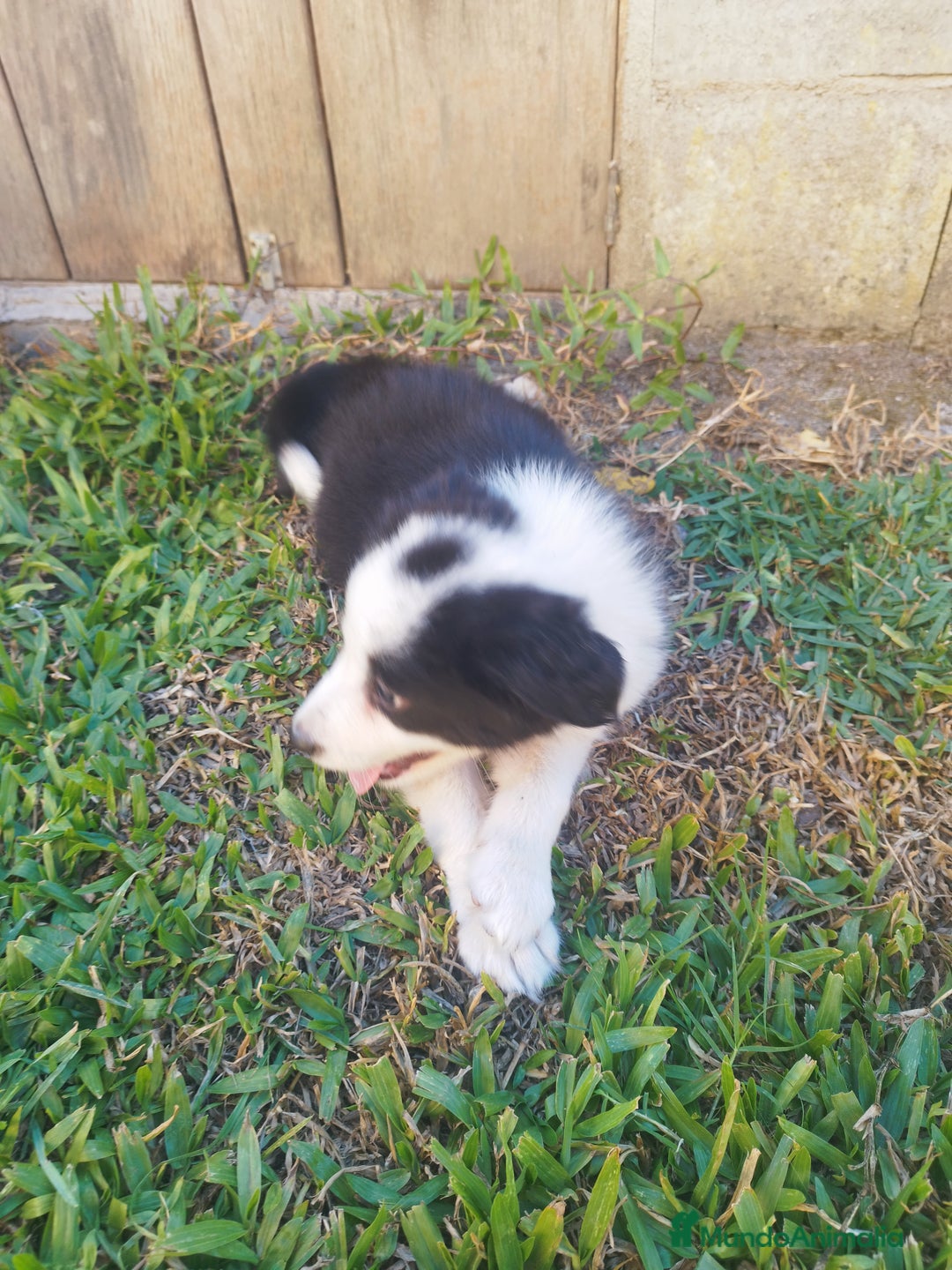 Border Collie perros en venta: Se vende border collie  - Imagen 12