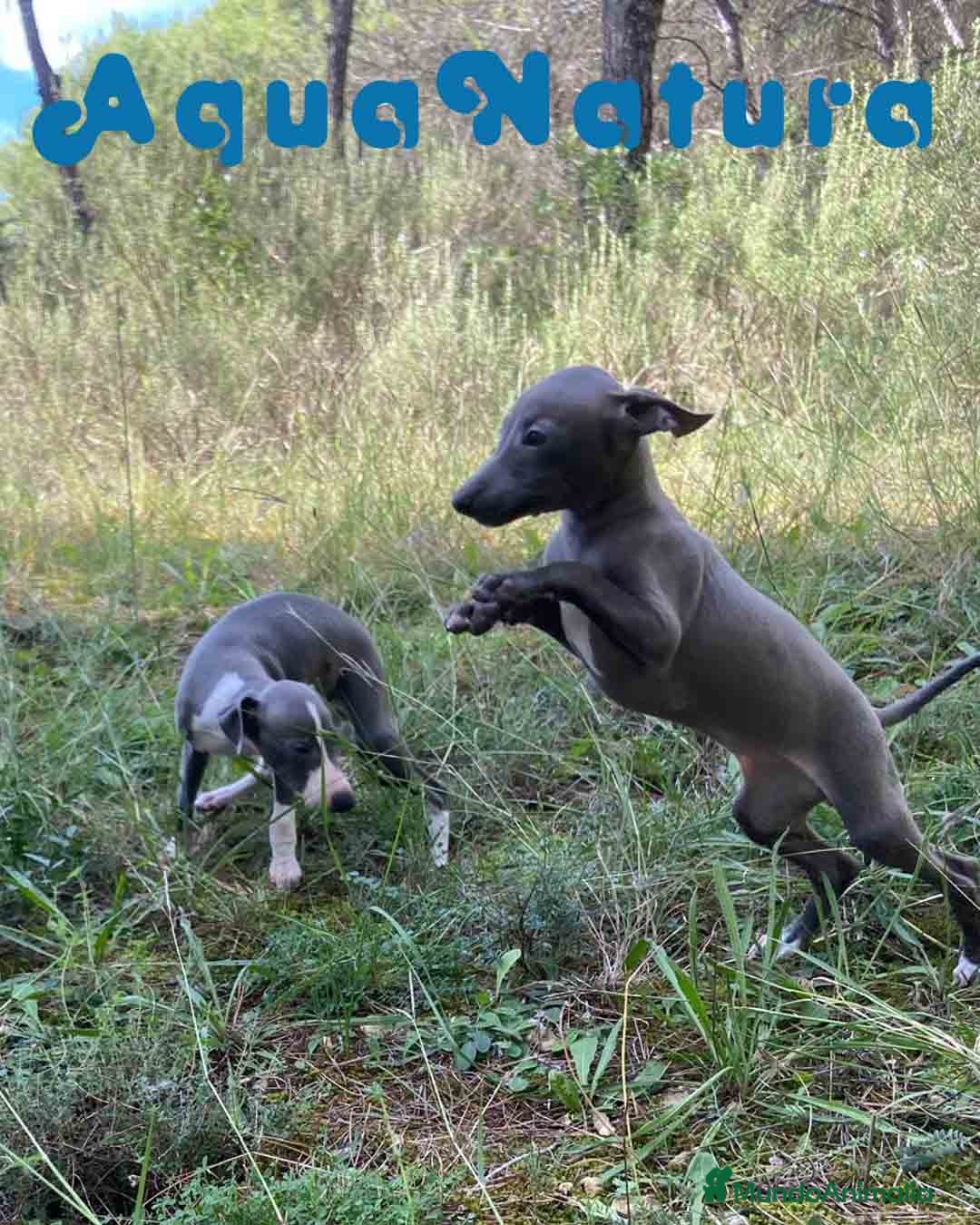 Pequeño Lebrel Italiano perros en venta: Lebrel Italiano Hembra 2 de BN AQUANATURA - Anuncio 6