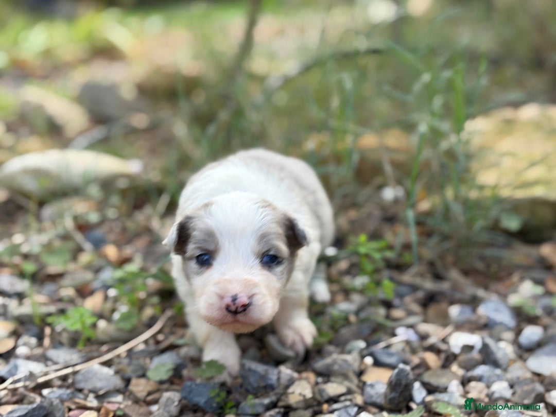 Border Collie perros en venta: 🐾 CACHORROS BORDER COLLIE DE ALTA CALIDAD 🐾 - Anuncio 4