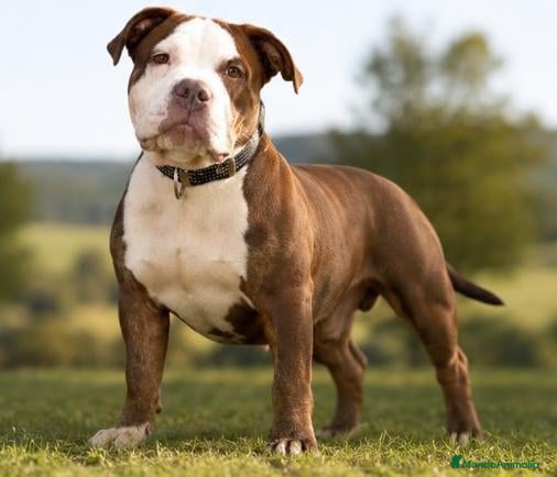American Bully perros American Bully - Anuncio 2