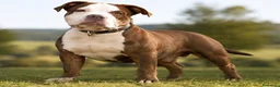 American Bully perros en venta: American Bully - Anuncio 1