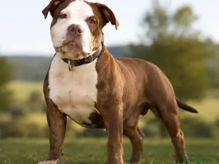American Bully perros American Bully - Anuncio 1