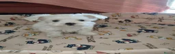 Bichón Maltés perros en venta: Bichon maltes Toy  - Anuncio 1