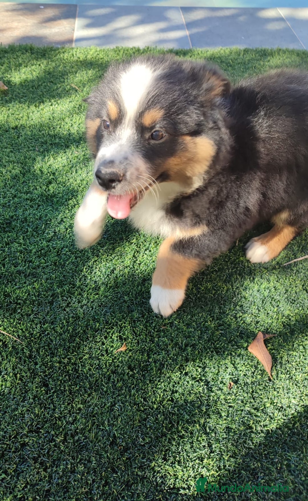 Pastor Australiano perros en venta: PASTOR AUSTRALIANO MINI - Anuncio 11