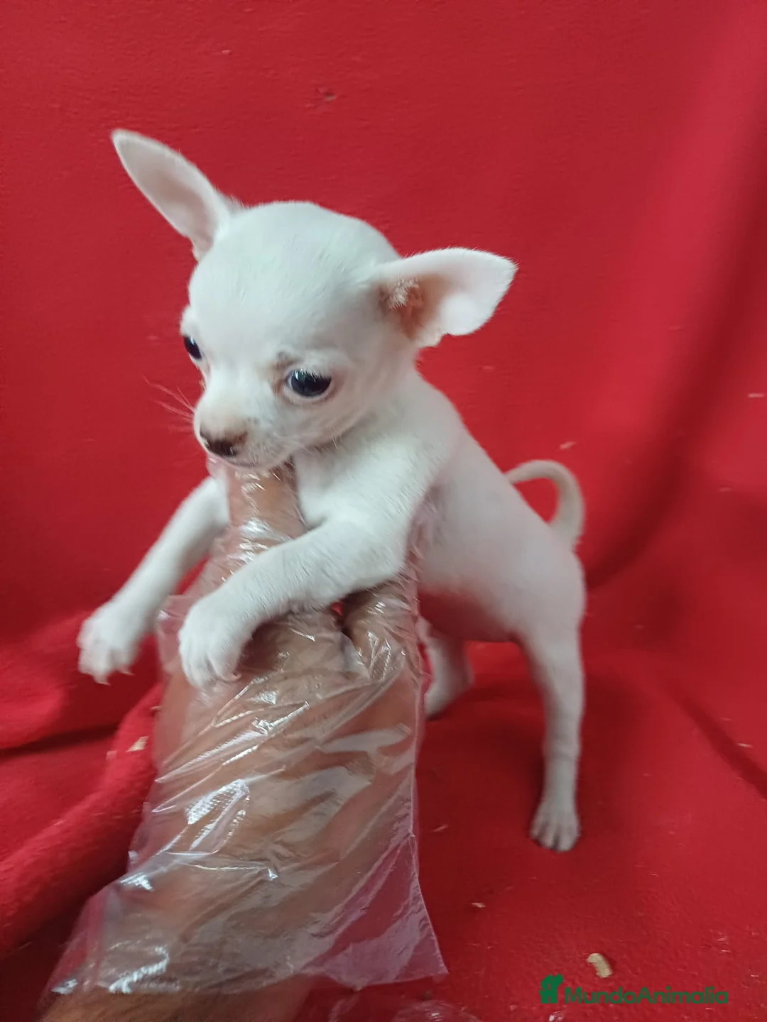 Chihuahua perros en venta: Chihuahua Mini  - Anuncio 2