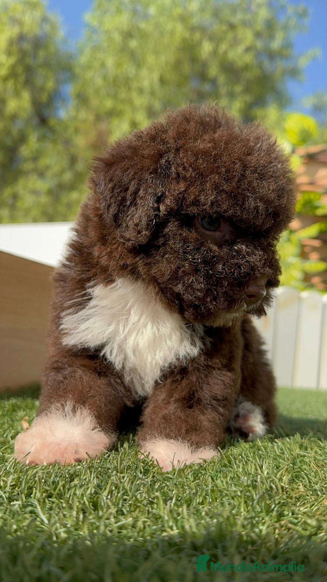 Perro de Agua Español perros en venta: PERRO DE AGUA HEMBRA - Imagen 8