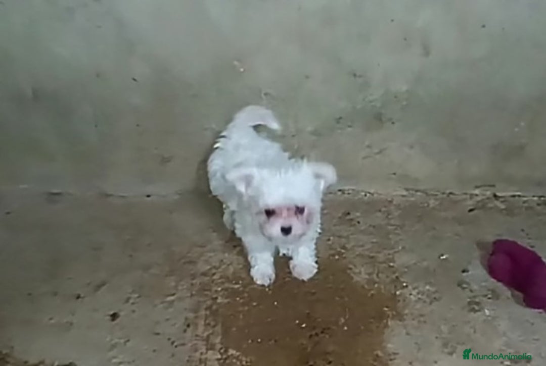 Bichón Maltés perros en venta: PRECIOSAS HEMBRITAS CHIQUITINAS DE BICHÓN MALTÉS - Anuncio 3