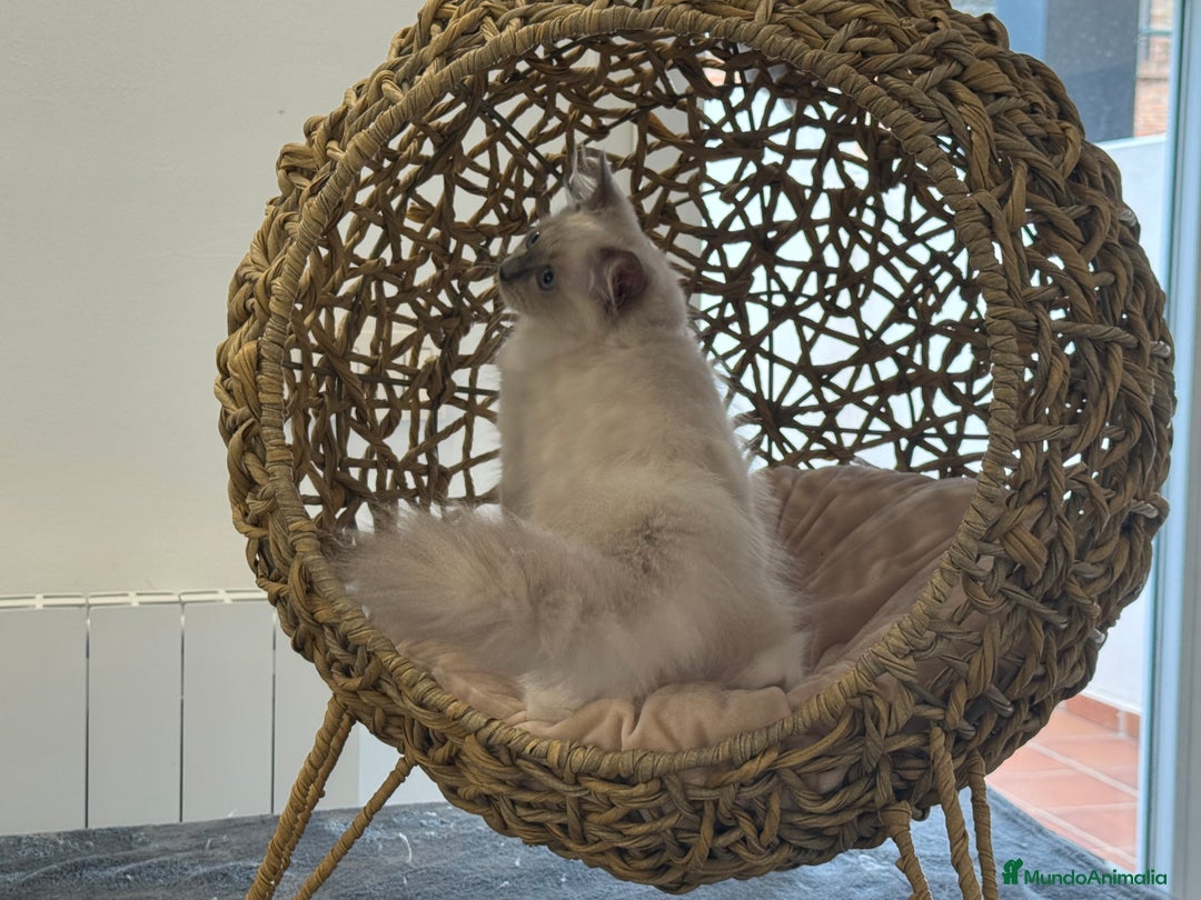 Ragdoll gatos en venta: Camada Ragdoll - Imagen 39