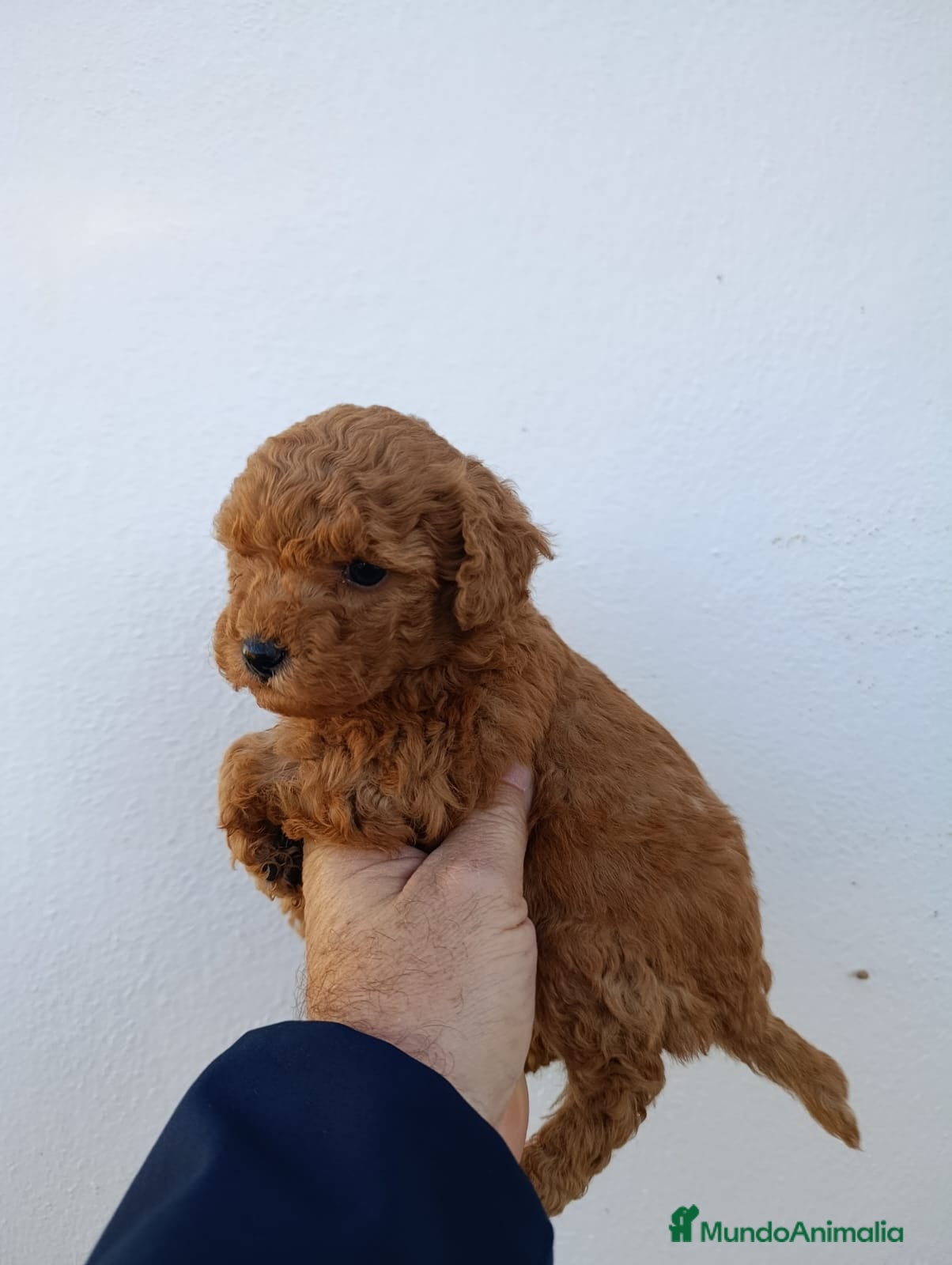 Caniche Toy perros Caniche toy  - Anuncio 17