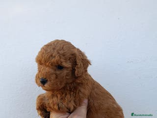 Caniche Toy perros Caniche toy - Anuncio 9