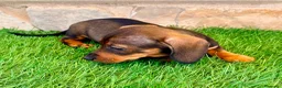 Teckel Miniatura perros en venta: Teckel Miniatura Hoja - Anuncio 5