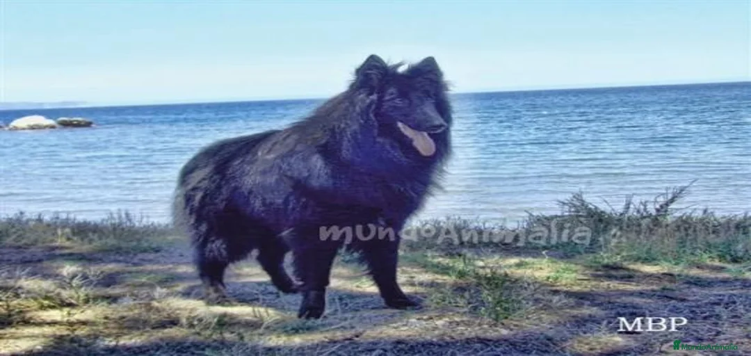 Imagen de galería {{count}}