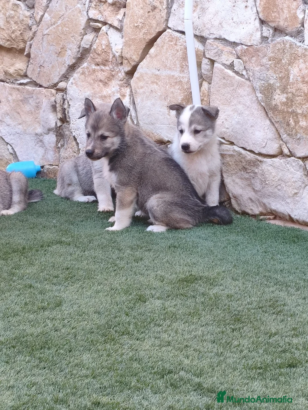 Laika de Siberia Occidental perros en venta: Laikas de Siberia occidental  - Anuncio 2