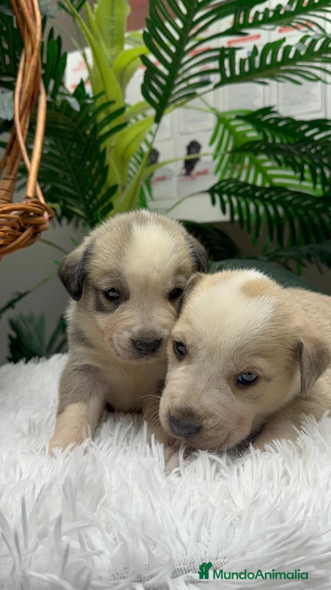 Mastín Español perros en venta: MASTIN ESPAÑOL - Anuncio 5