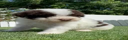 Perro de Agua Español perros en venta: PERRO DE AGUA ESPAÑOL - Anuncio 7