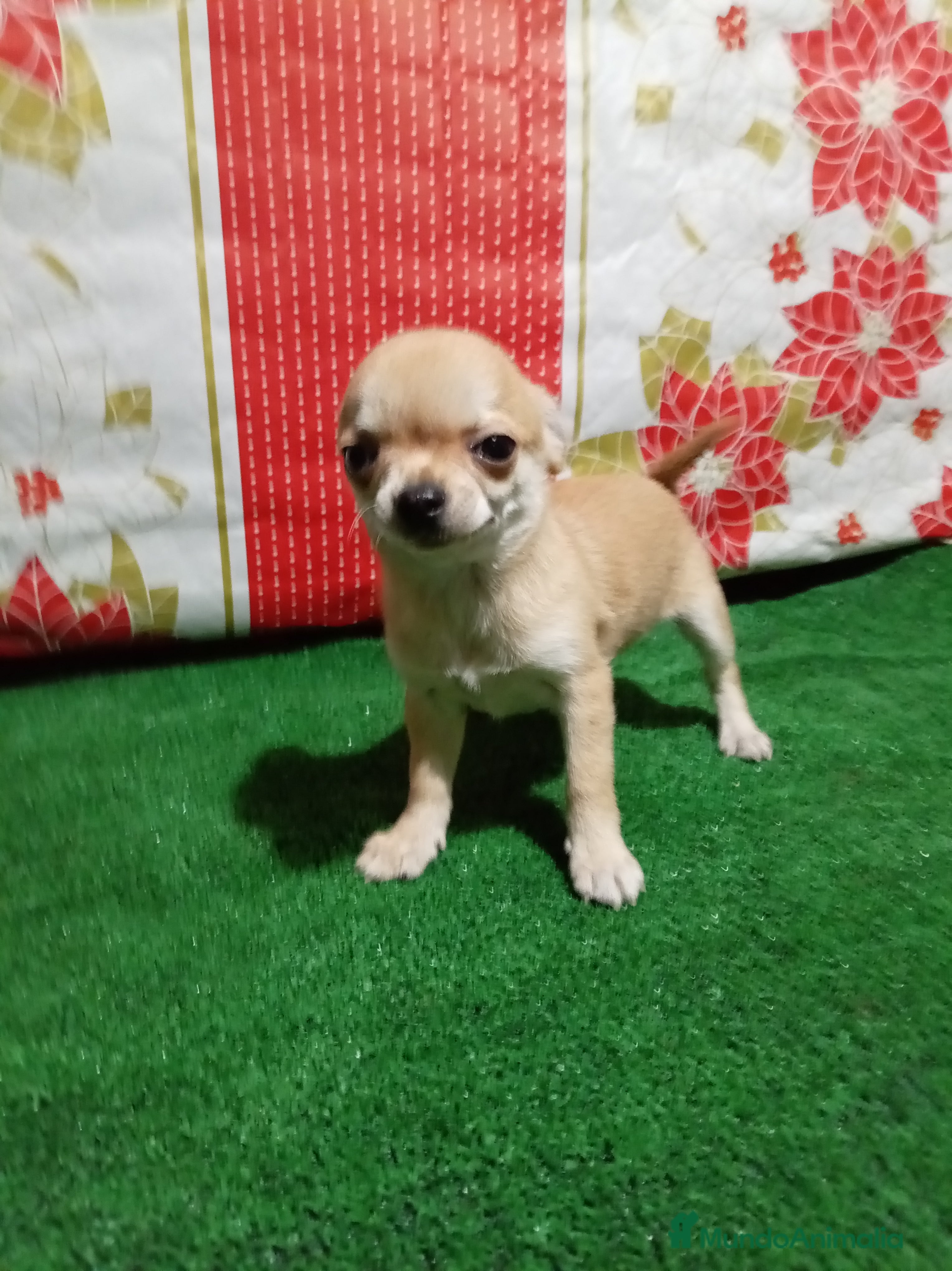 Chihuahua perros Chihuahuas toy - Anuncio 15