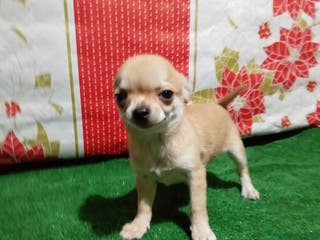 Chihuahua perros Chihuahuas toy - Anuncio 10