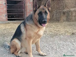 Pastor Alemán perros Compro pastor alemán - Anuncio 1