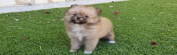 Pomerania perros en venta: Pomerania Toy Top  - Anuncio 19