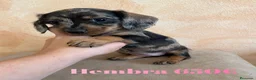 Teckel Miniatura perros en venta: Impresionantes teckel mini  - Anuncio 19
