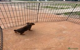Pinscher Miniatura perros en venta: Mini-pinscher chocolate hembra - Anuncio 1