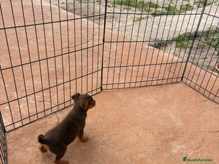 Pinscher Miniatura perros Mini-pinscher chocolate hembra - Anuncio 4