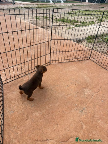 Pinscher Miniatura perros Mini-pinscher chocolate hembra - Anuncio 2