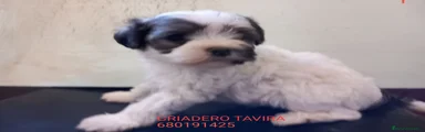 Cachorro 3