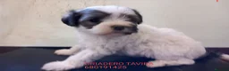 Perro Crestado Chino perros en venta: Crestados chinos Toys Hipoalergenicos - Anuncio 3