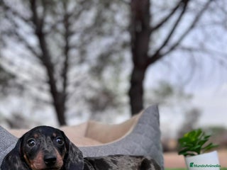 Teckel perros en Asturias - Anuncio 11