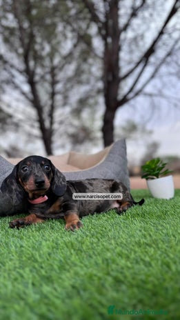 Teckel perros en Asturias - Anuncio 9