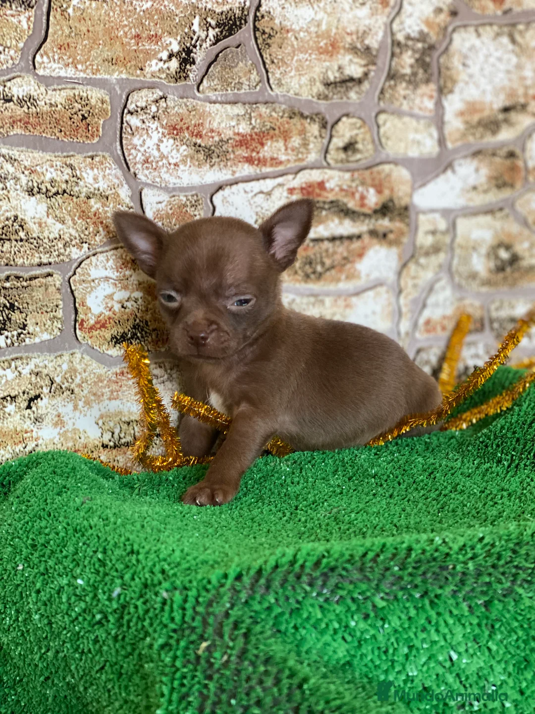 Chihuahua perros en venta: Chihuahua Toy  en Ciudad Real - Anuncio 5