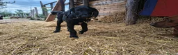 Raza Mixta perros en venta: 🐾 NUEVA CAMADA 2026 – GRAN CRESTADO - Anuncio 11