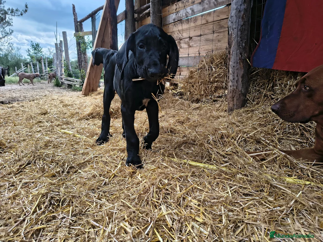 Raza Mixta perros en venta: 🐾 NUEVA CAMADA 2026 – GRAN CRESTADO - Anuncio 11