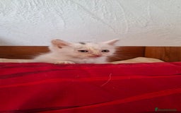 Europeo de Pelo Corto gatos en venta: Gatito blanco europeo - Imagen 1
