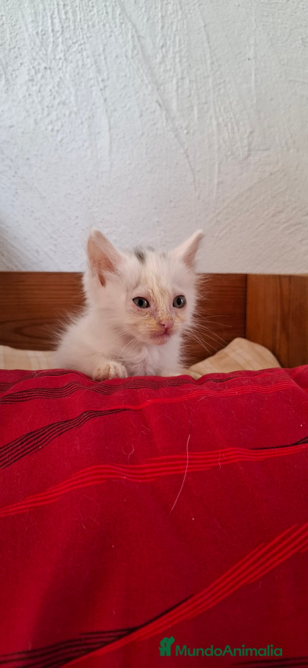 Europeo de Pelo Corto gatos en venta: Gatito blanco europeo - Imagen 1