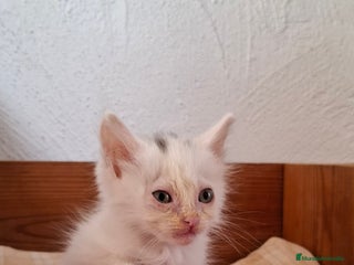 Europeo de Pelo Corto gatos - Anuncio 2